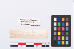 Etikett zu Schneckengehäuse (NHMW-PRAE-003415a)